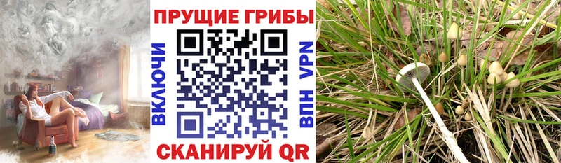 Галлюциногенные грибы Cubensis  Иваново 
